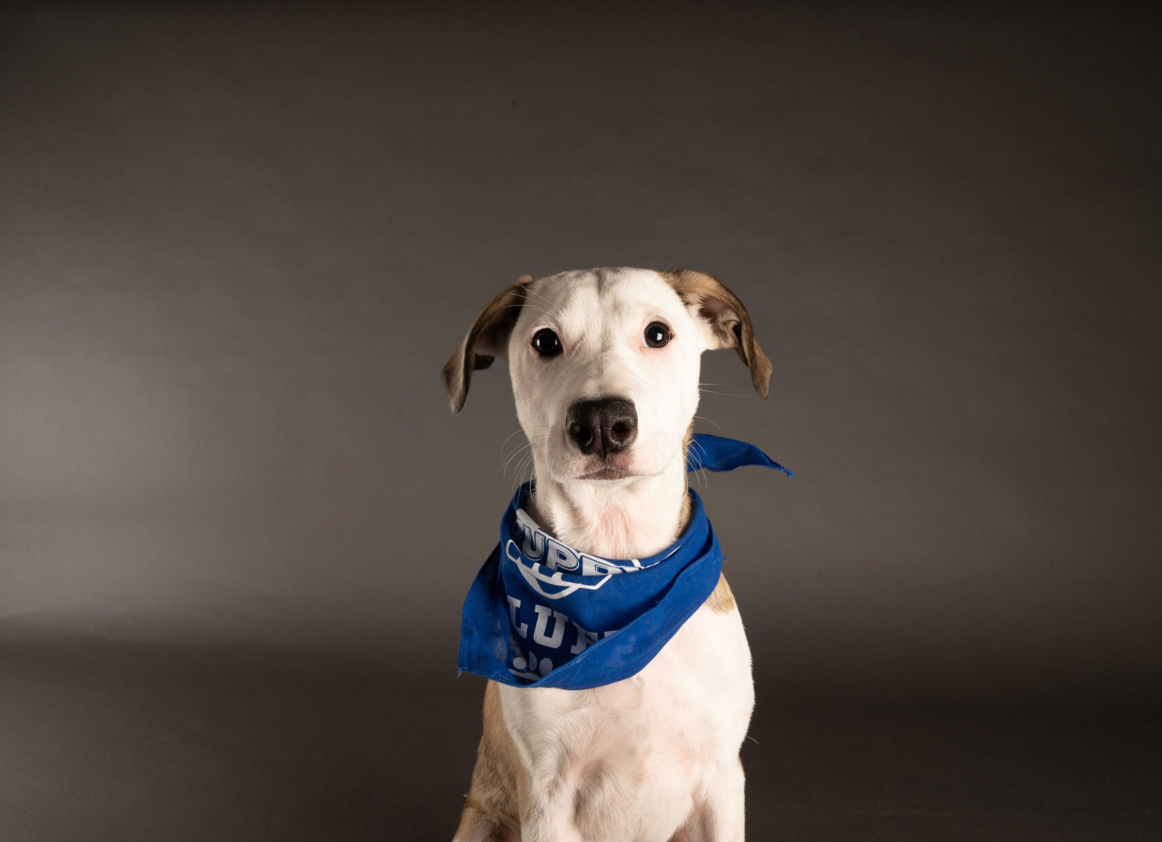 PUPPY BOWL XVII